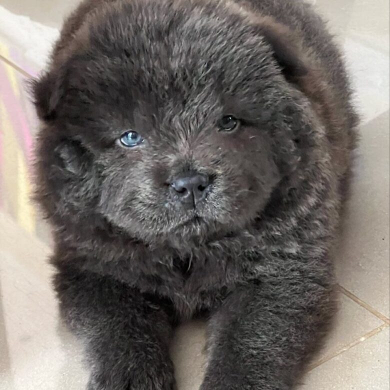 Chow Chow For Sale