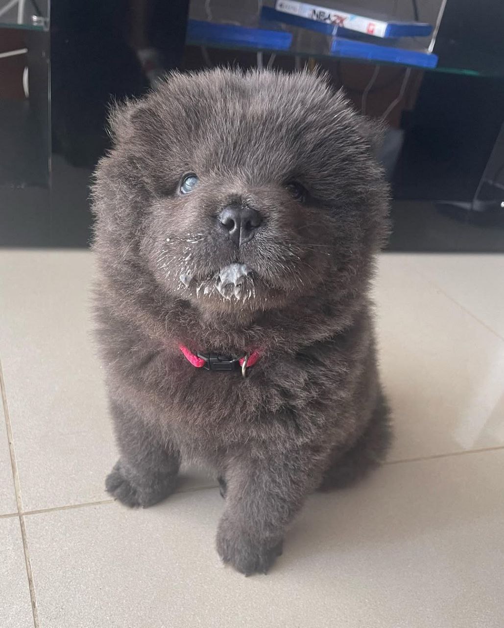 Chow Chow For Sale