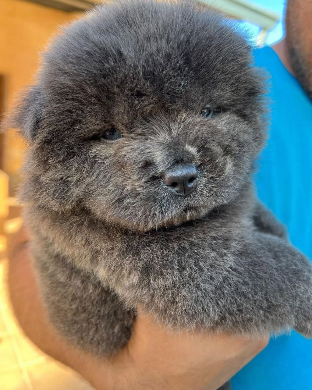 Chow Chow For Sale